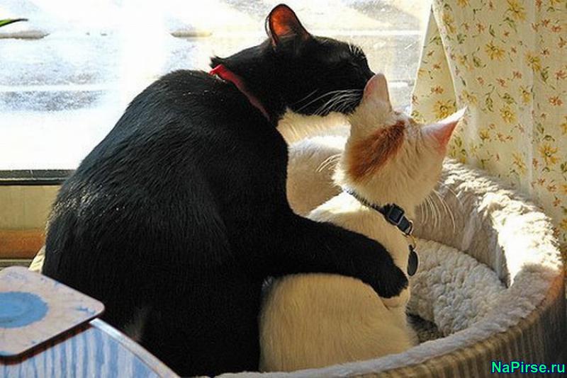 Мартовские коты