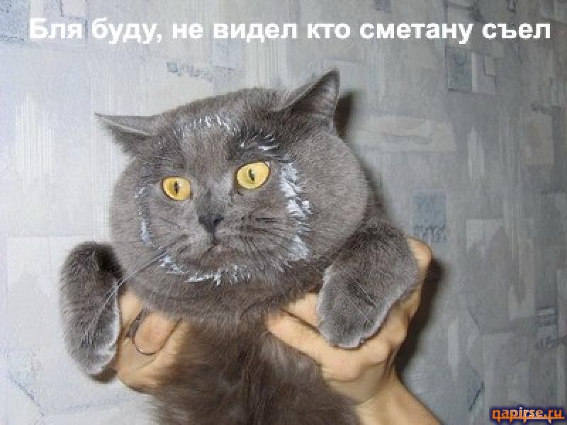 Домашние кошки фото