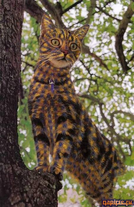 Кошачий арт бодиарт