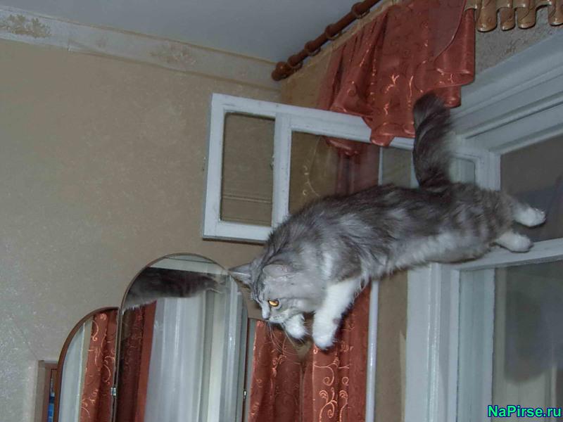 Мартовские коты