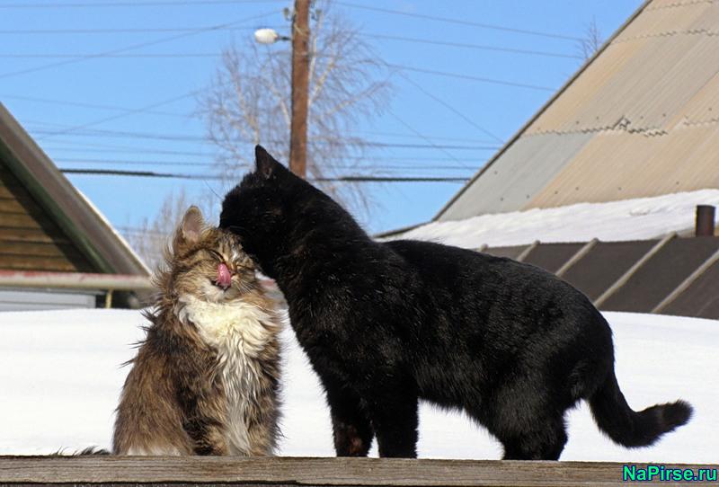 Мартовские коты
