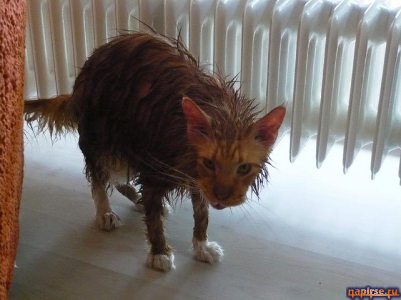 Мокрый кот котенок водные процедуры купание