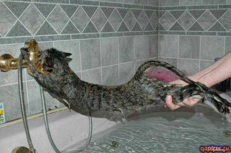 Мокрый кот котенок водные процедуры купание