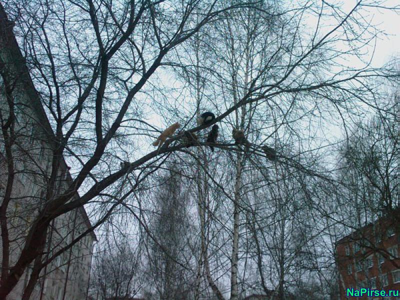 Мартовские коты