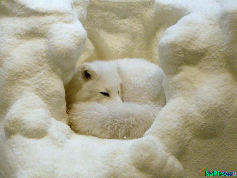 Забавные животные фото