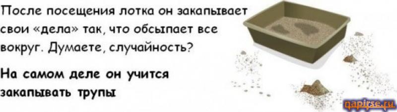 Коты всемирный заговор