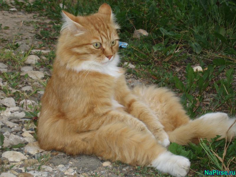 Мартовские коты