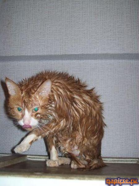 Мокрый кот котенок водные процедуры купание