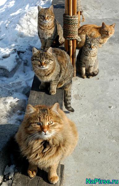 Мартовские коты