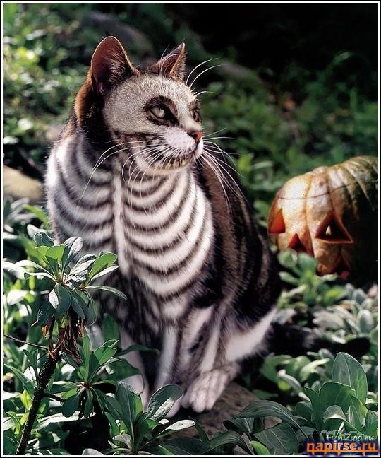 Кошачий арт бодиарт
