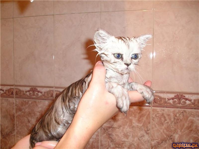Мокрый кот котенок водные процедуры купание