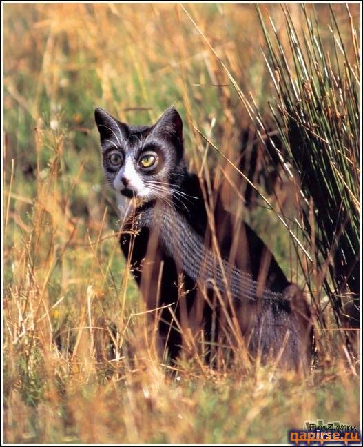Кошачий арт бодиарт