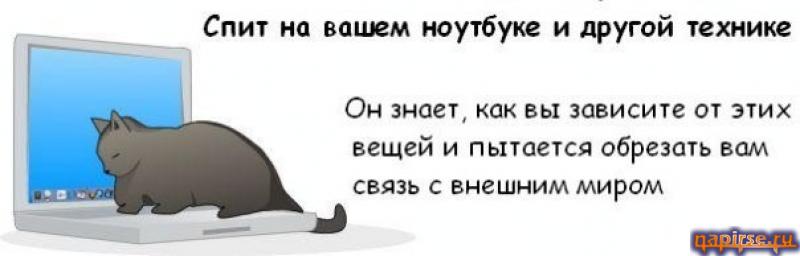 Коты всемирный заговор