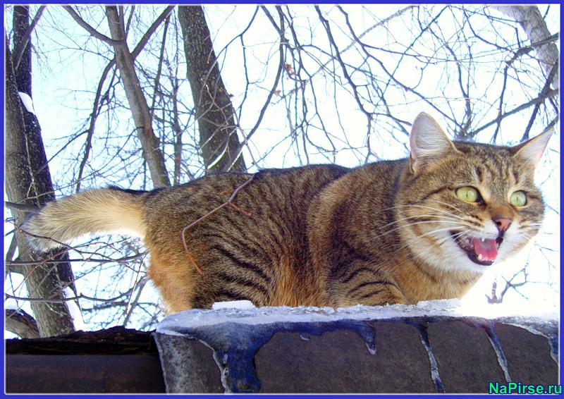 Мартовские коты