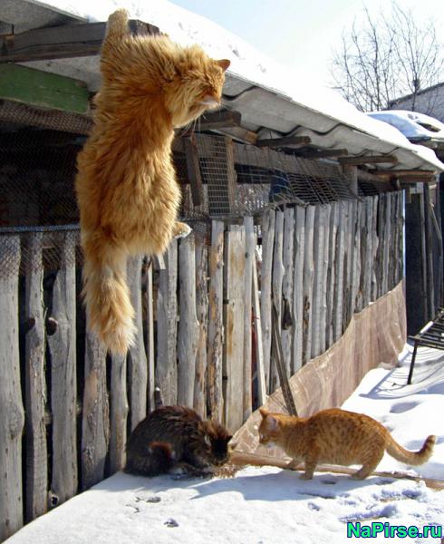 Мартовские коты
