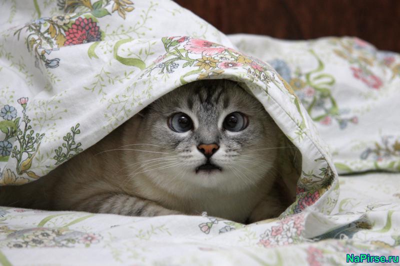 Прикольные коты фото