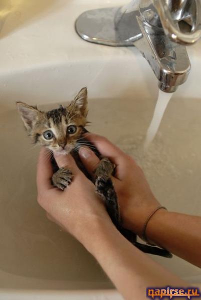Мокрый кот котенок водные процедуры купание