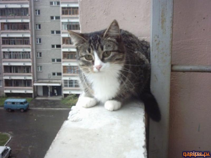 Домашние кошки фото