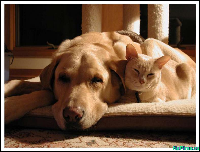 Рисунки и поделки с кошками Рисунки и поделки с кошками