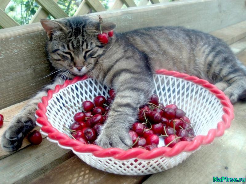 Прикольные коты фото