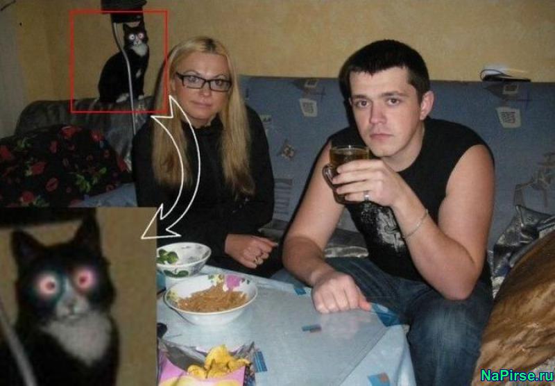 Прикольные фото домашних кошек