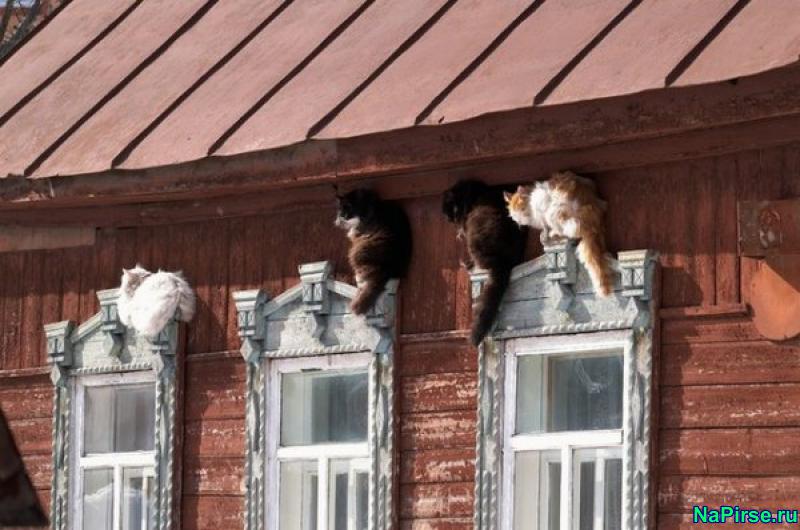 Мартовские коты
