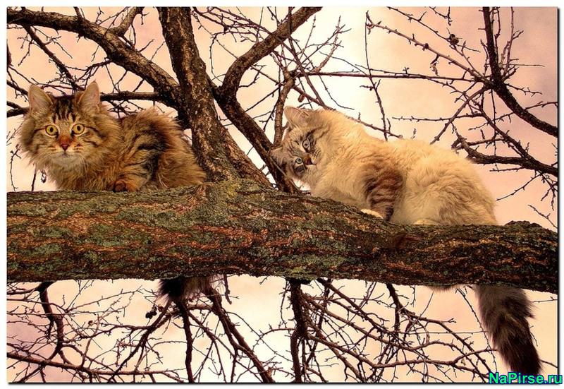 Мартовские коты