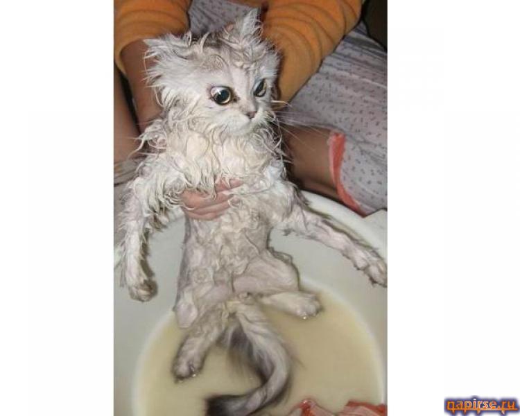 Мокрый кот котенок водные процедуры купание