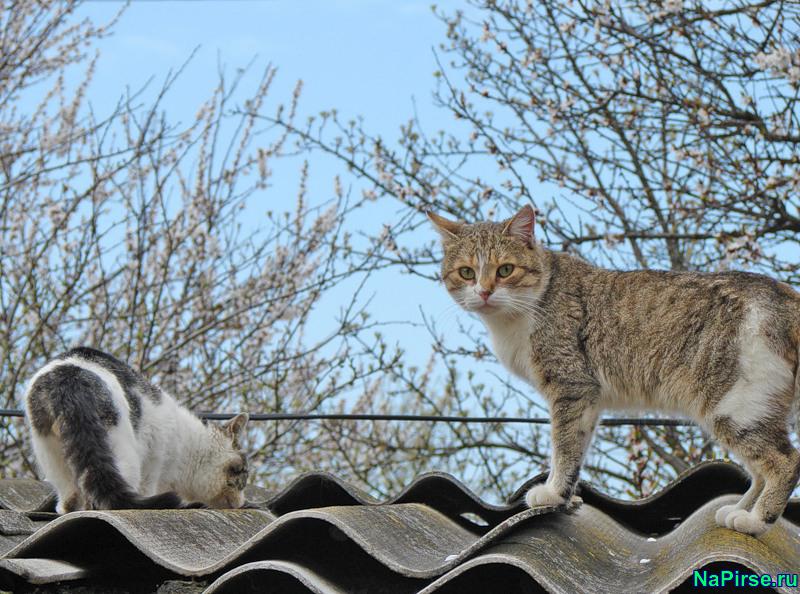 Мартовские коты
