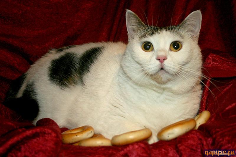 Домашние кошки фото