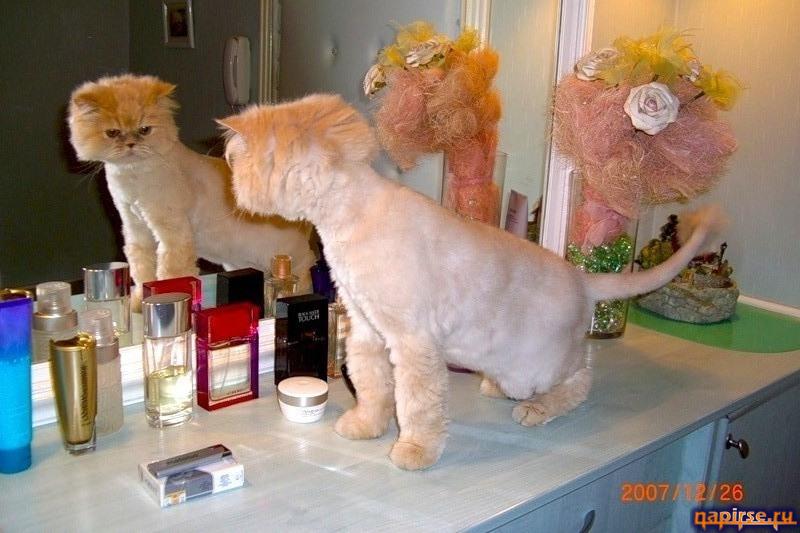 Как усыпить кота для стрижки Как усыпить кота для стрижки