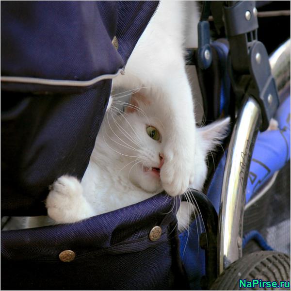 Прикольные коты фото