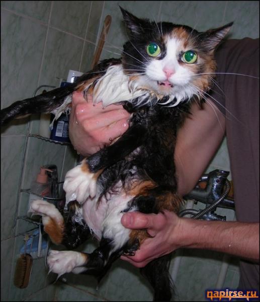 Мокрый кот котенок водные процедуры купание