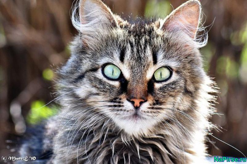 Мартовские коты