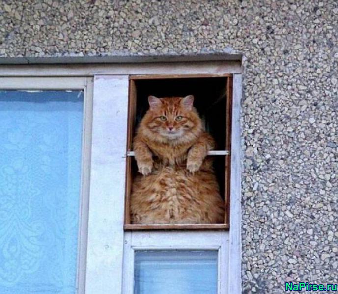 Мартовские коты