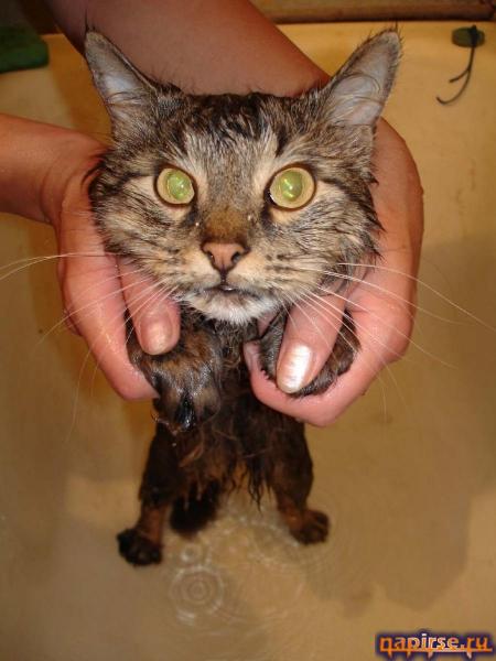 Мокрый кот котенок водные процедуры купание