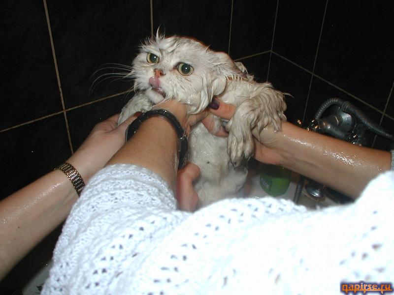 Мокрый кот котенок водные процедуры купание