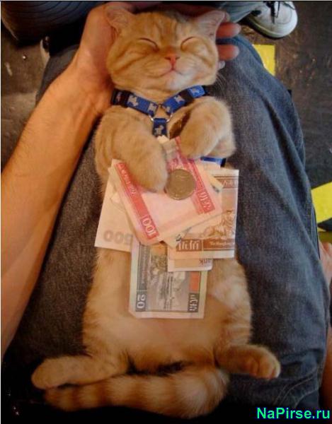 Прикольные коты фото