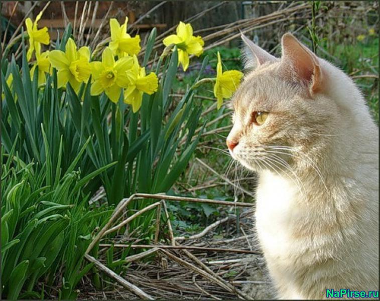 Мартовские коты