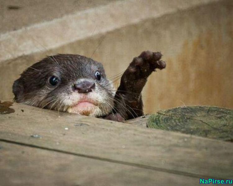 Забавные животные фото