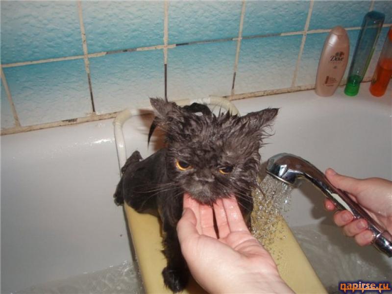 Мокрый кот котенок водные процедуры купание