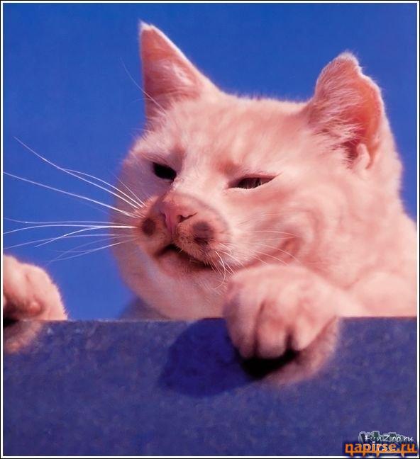 Кошачий арт бодиарт