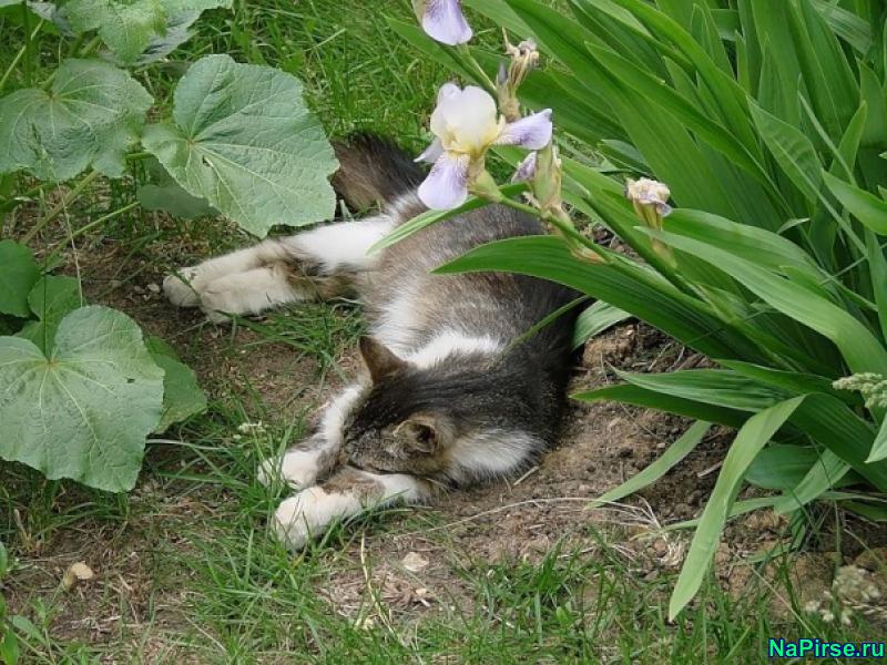 Мартовские коты