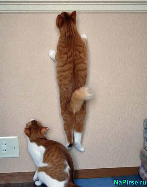 Прикольные коты фото