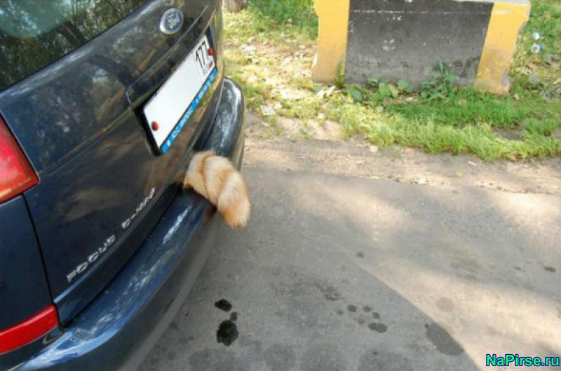 Прикольные коты фото