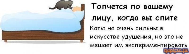 Коты всемирный заговор