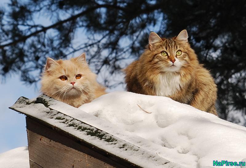 Мартовские коты