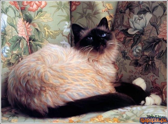 Кошачий арт бодиарт