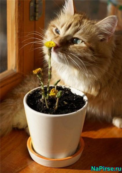 Мартовские коты