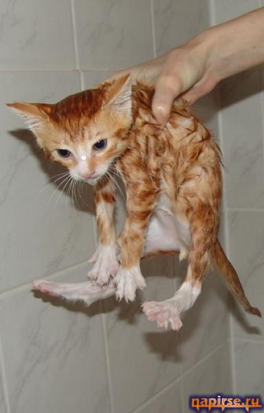 Мокрый кот котенок водные процедуры купание